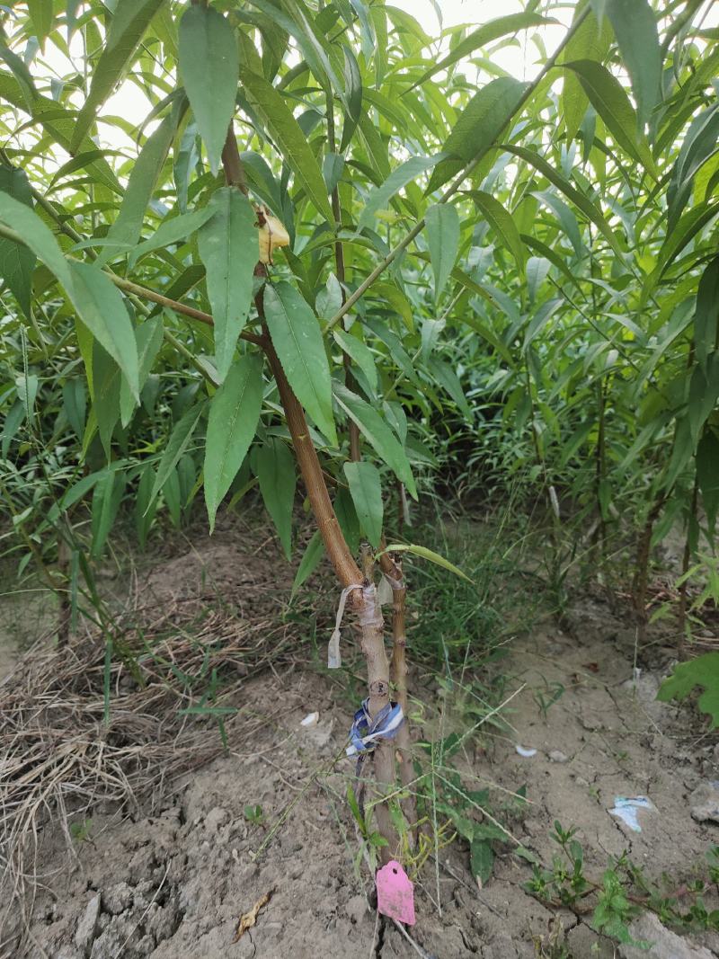 桃树苗毛蟠桃苗，中蟠102六月底成熟，大果黄肉纯甜丰产