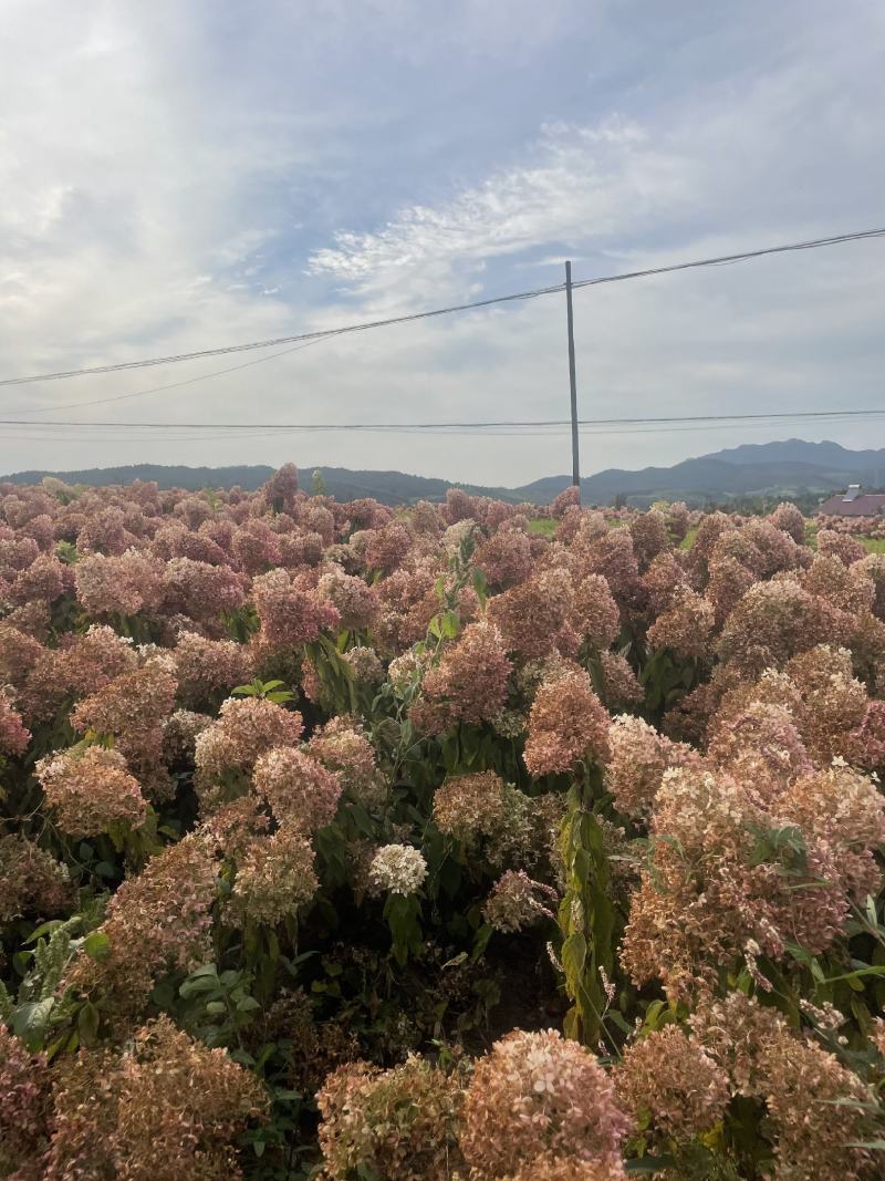 产地批发大花水桠木圆锥绣球花木绣球树苗价格合理