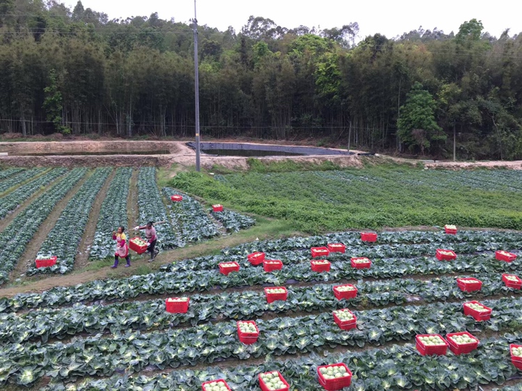 沙洋包菜田间采收场景
