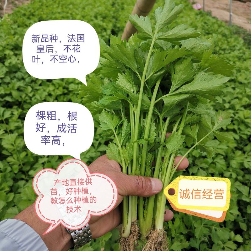 【安心购】法国皇后，芹菜苗新品种，农厂直供，易成活，