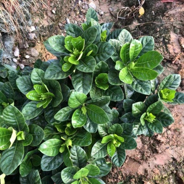 栀子花