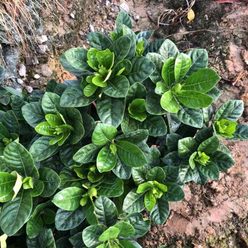 栀子花