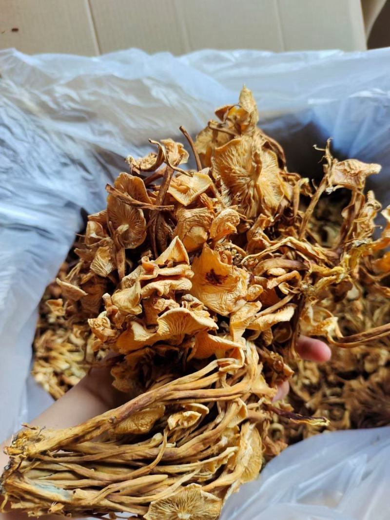 茶树菇金针菇跑江湖批发地摊产品