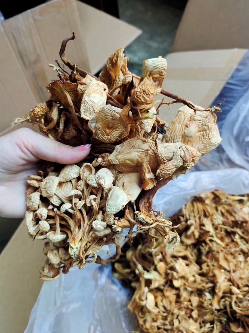 茶树菇金针菇跑江湖批发地摊产品
