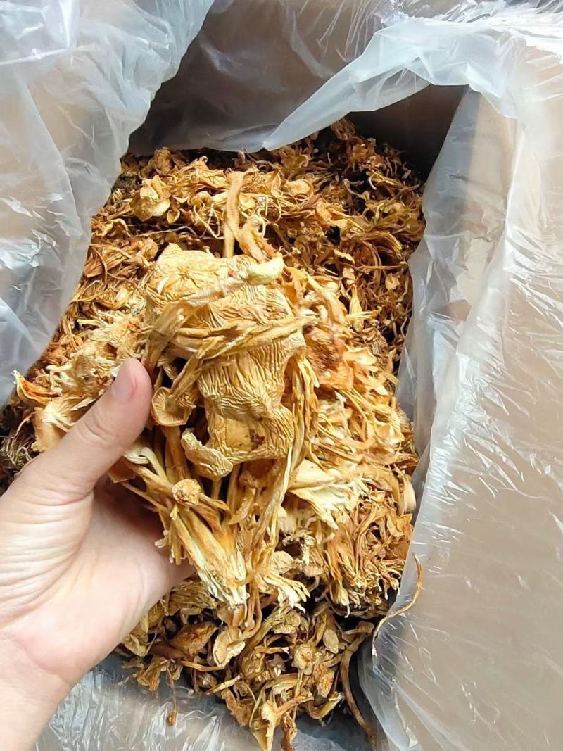 茶树菇金针菇跑江湖批发地摊产品