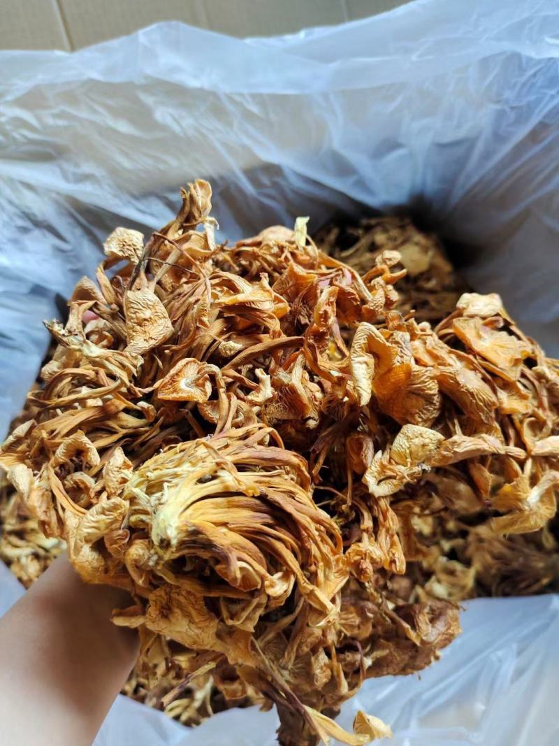 茶树菇金针菇跑江湖批发地摊产品
