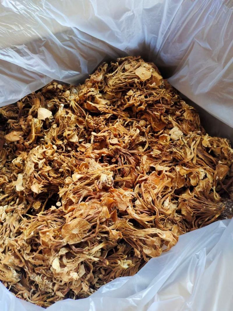 茶树菇金针菇跑江湖批发地摊产品