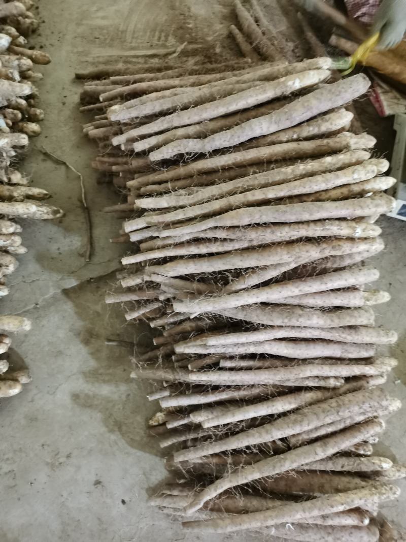 电商小白嘴双棒山药，紫山药，基地种植，支持视频看货