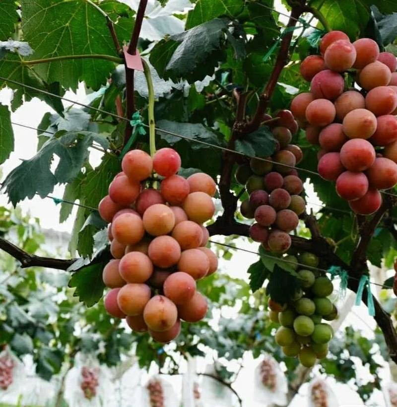 妮娜皇后葡萄苗大果粒耐寒抗涝耐湿热抗病性强葡萄的高端品种