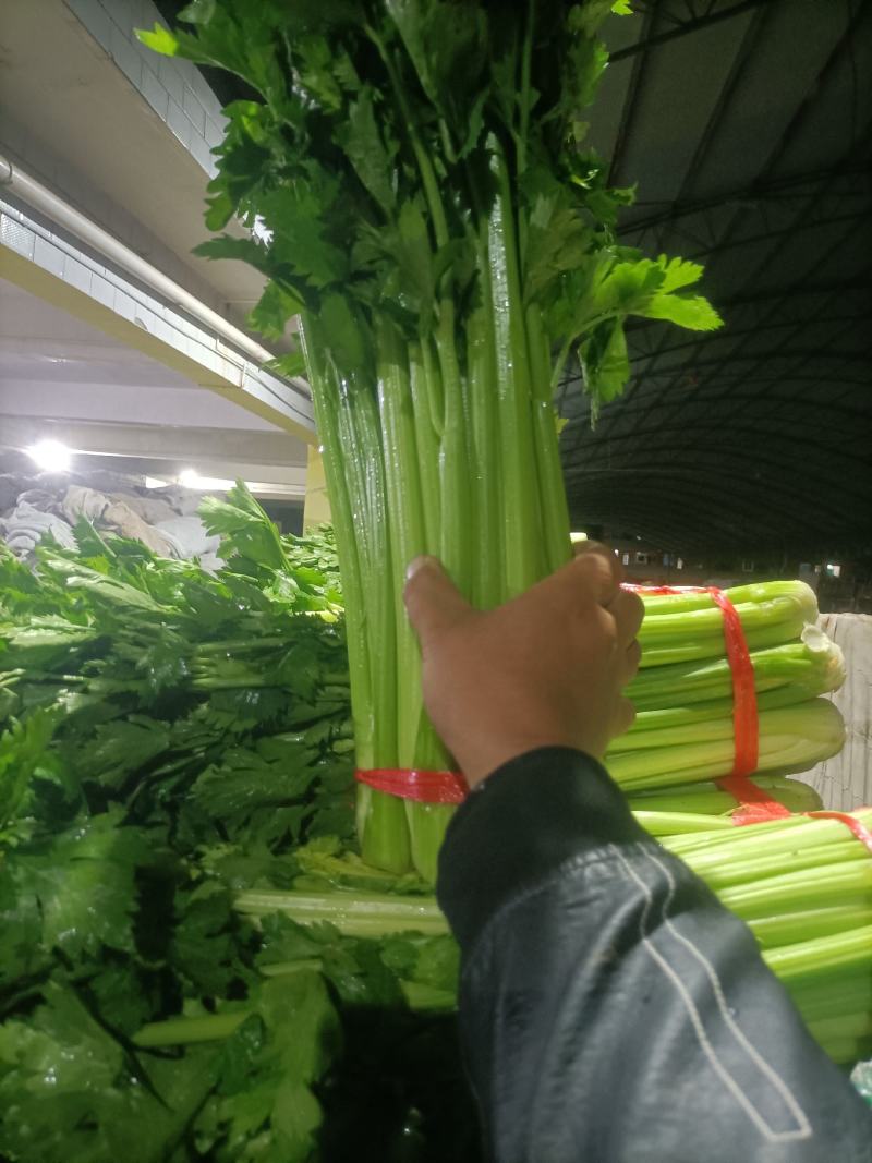 西芹毛芹产地直供质量保证代发全国。