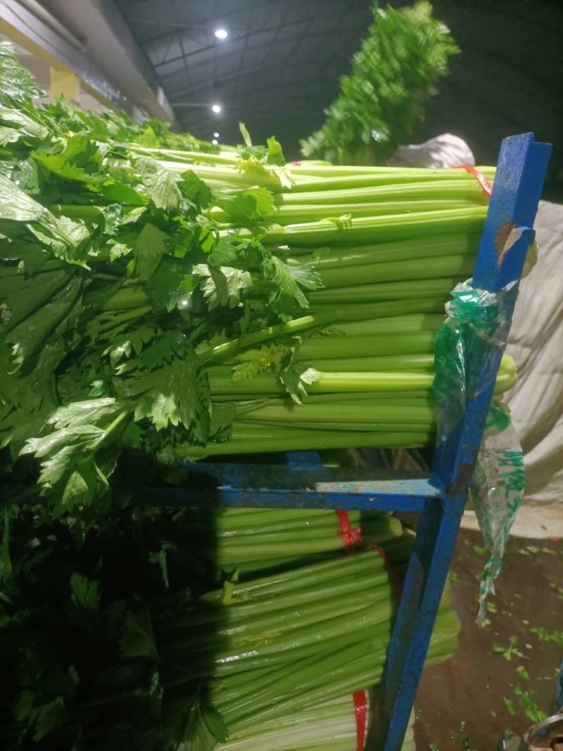 西芹毛芹产地直供质量保证代发全国。