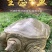 湖南汉寿三斤黄甲鱼纯外塘放养黄鱼一手货源。