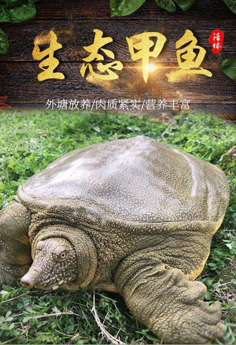 湖南汉寿三斤黄甲鱼纯外塘放养黄鱼一手货源。