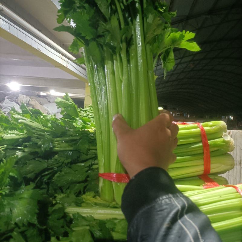 西芹毛芹产地直供质量保证代发全国。
