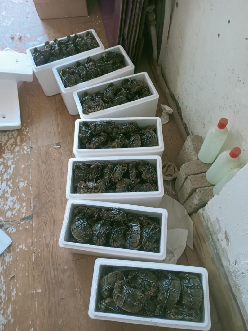 自己家里大闸蟹上市了