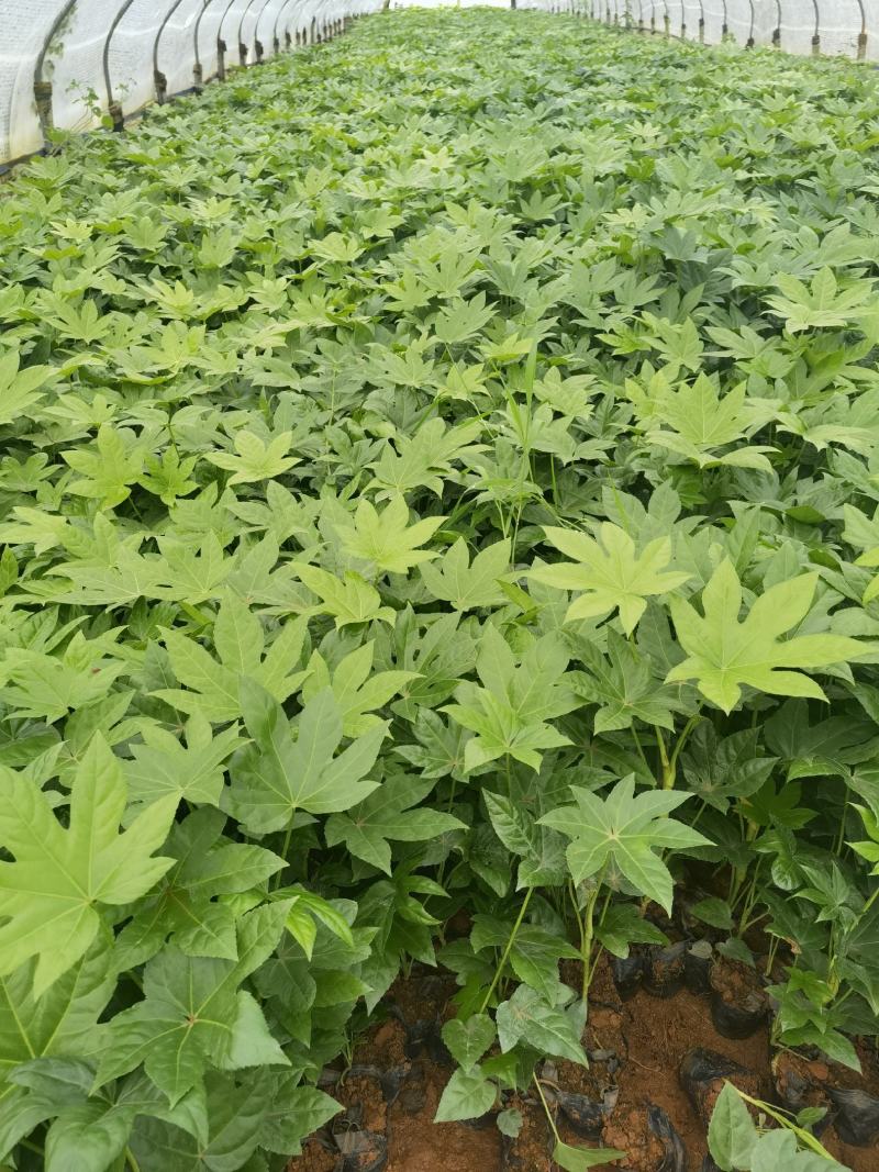 云南昆明宜良县八角金盘基地直发一手货源批发品质保证价格美