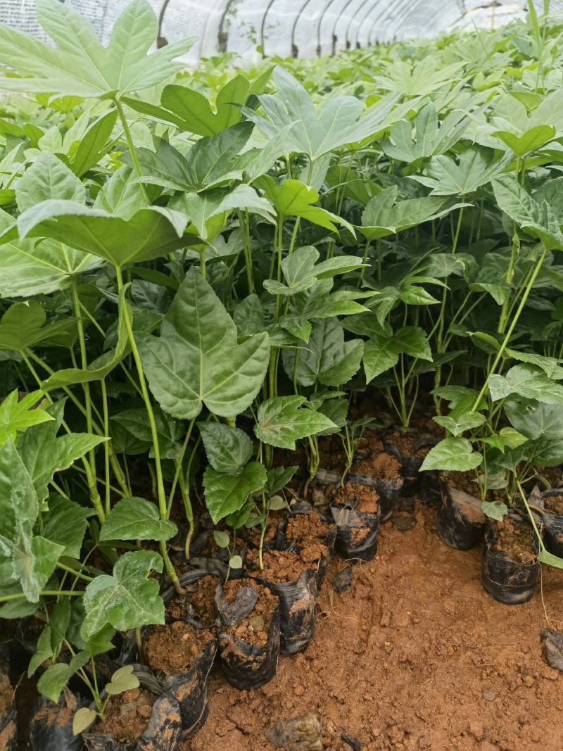 云南昆明宜良县八角金盘基地直发一手货源批发品质保证价格美