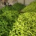 河北尖椒青椒线椒螺丝椒大量上市欢迎客商前来选购