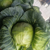 精品甘蓝大量上货甘蓝