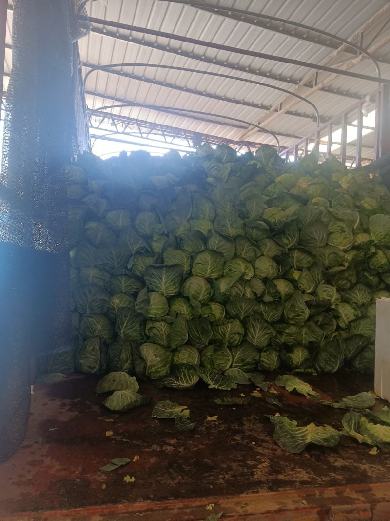 精品甘蓝大量上货甘蓝