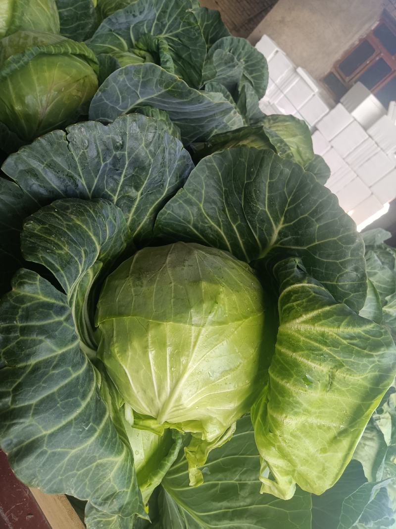 精品甘蓝大量上货甘蓝