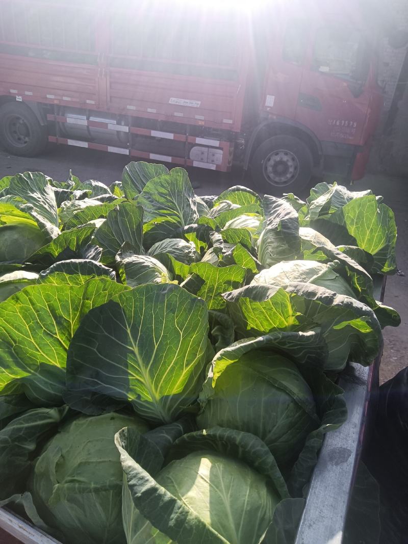 精品甘蓝大量上货甘蓝
