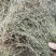 白花蛇舌草，顺草捆把，颜色靓，干度好，人工挑选，产地直发
