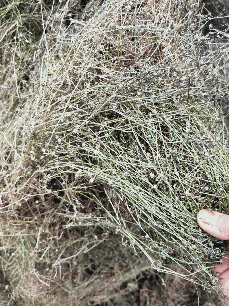 白花蛇舌草，顺草捆把，颜色靓，干度好，人工挑选，产地直发
