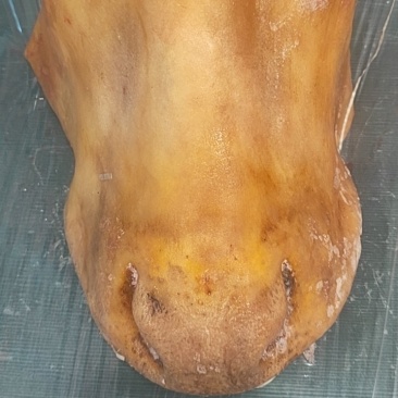 火烧牛鼻子酒店特色食材