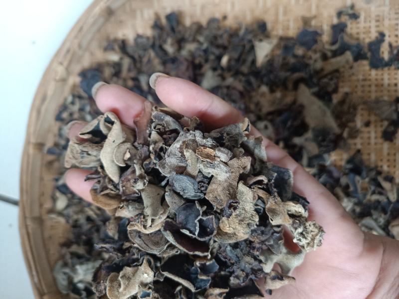 云南普洱羊皮木耳_野生木耳