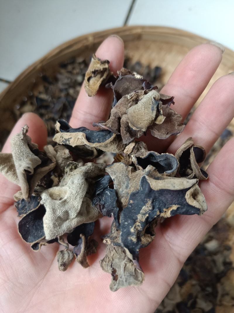 云南普洱羊皮木耳_野生木耳