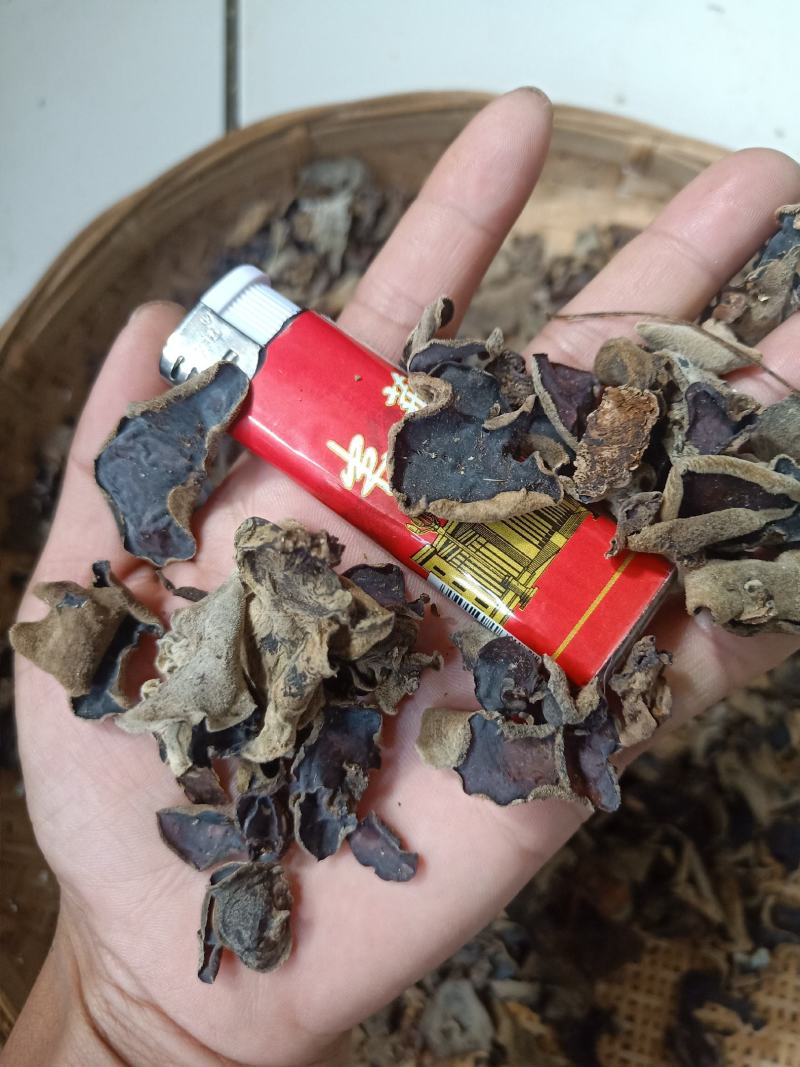云南普洱羊皮木耳_野生木耳