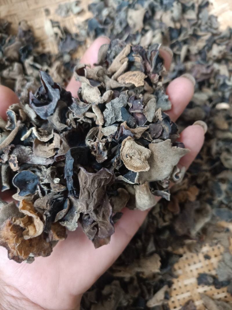 云南普洱羊皮木耳_野生木耳