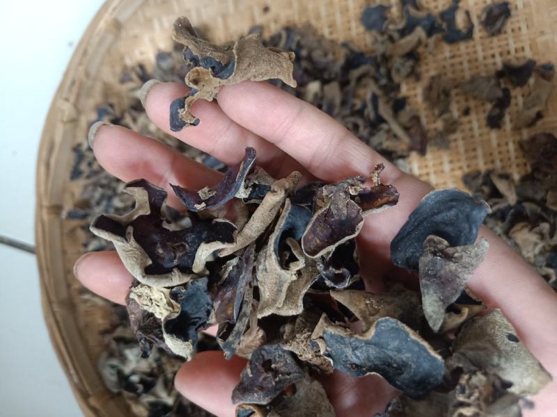 云南普洱羊皮木耳_野生木耳