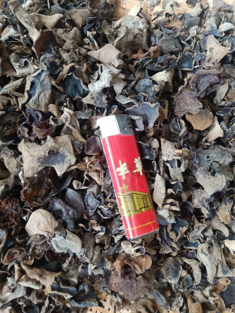 云南普洱羊皮木耳_野生木耳