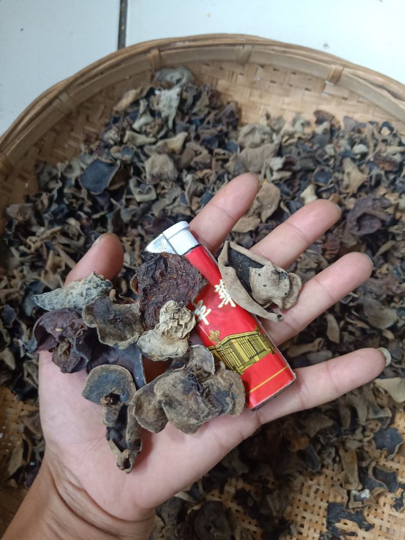 云南普洱羊皮木耳_野生木耳