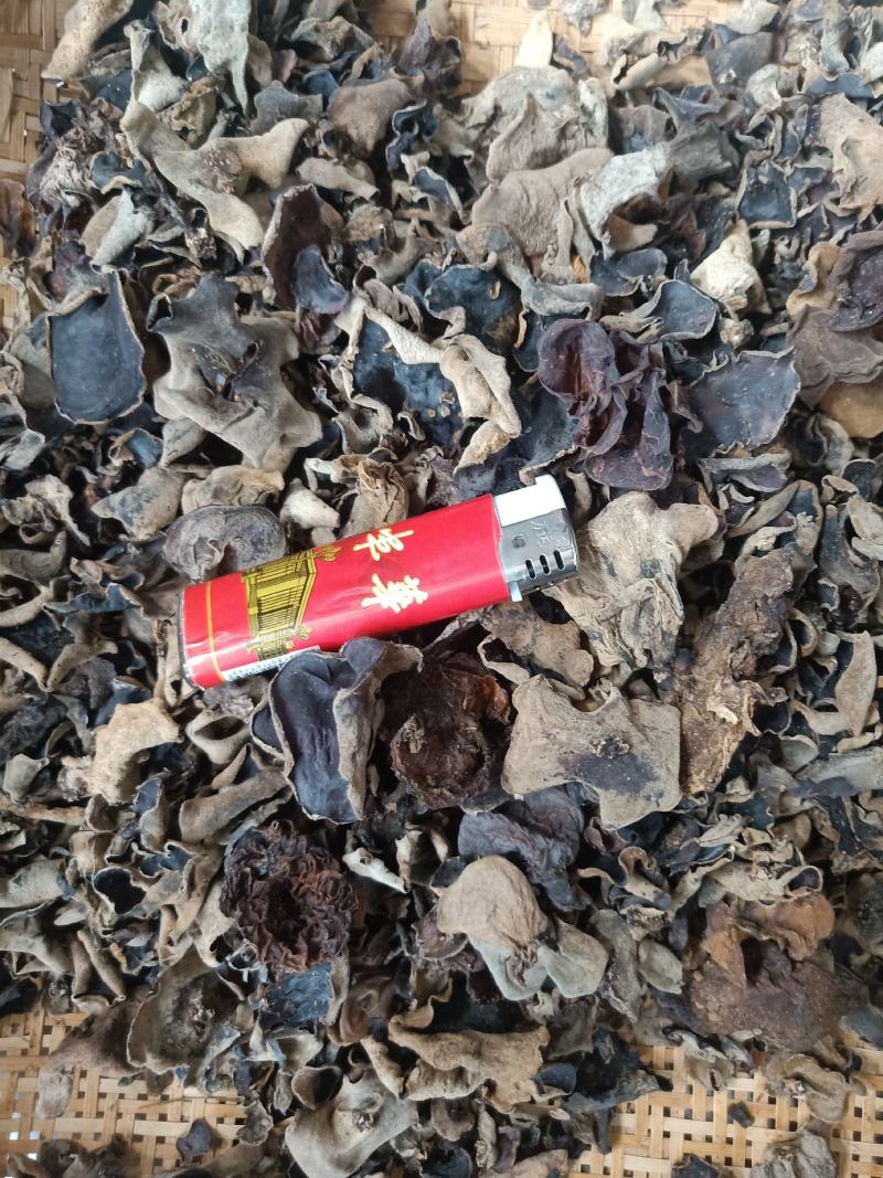 云南普洱羊皮木耳_野生木耳