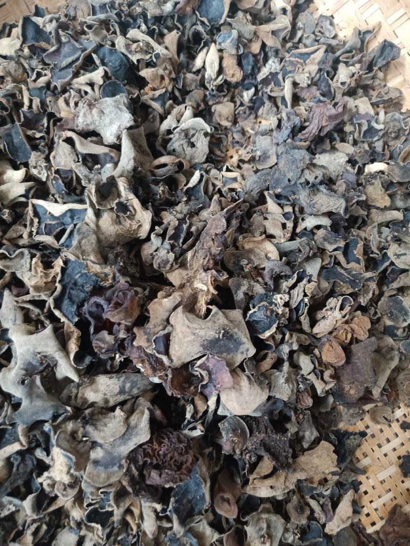 云南普洱羊皮木耳_野生木耳