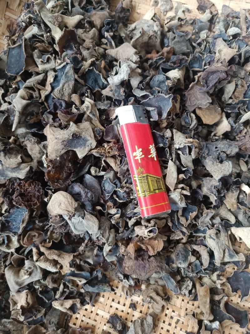 云南普洱羊皮木耳_野生木耳