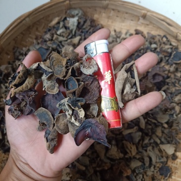 云南普洱羊皮木耳_野生木耳