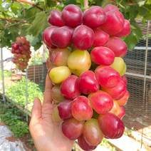 浪漫红颜葡萄苗扛病性强耐涝抗寒耐湿热葡萄里面高端品种