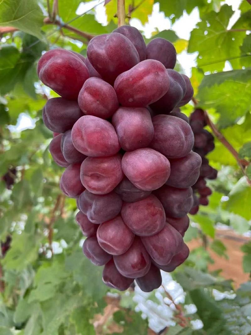 浪漫红颜葡萄苗扛病性强耐涝抗寒耐湿热葡萄里面高端品种