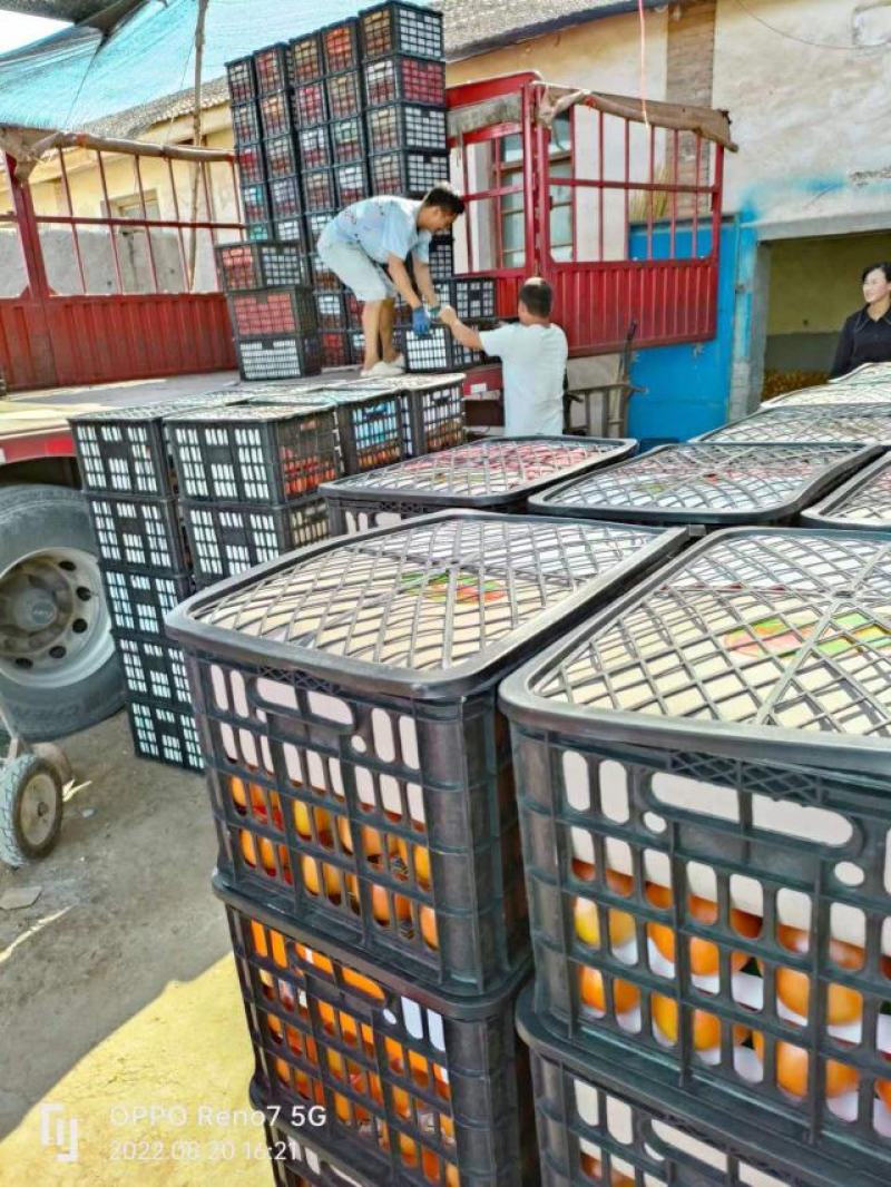 精品硬粉西红柿