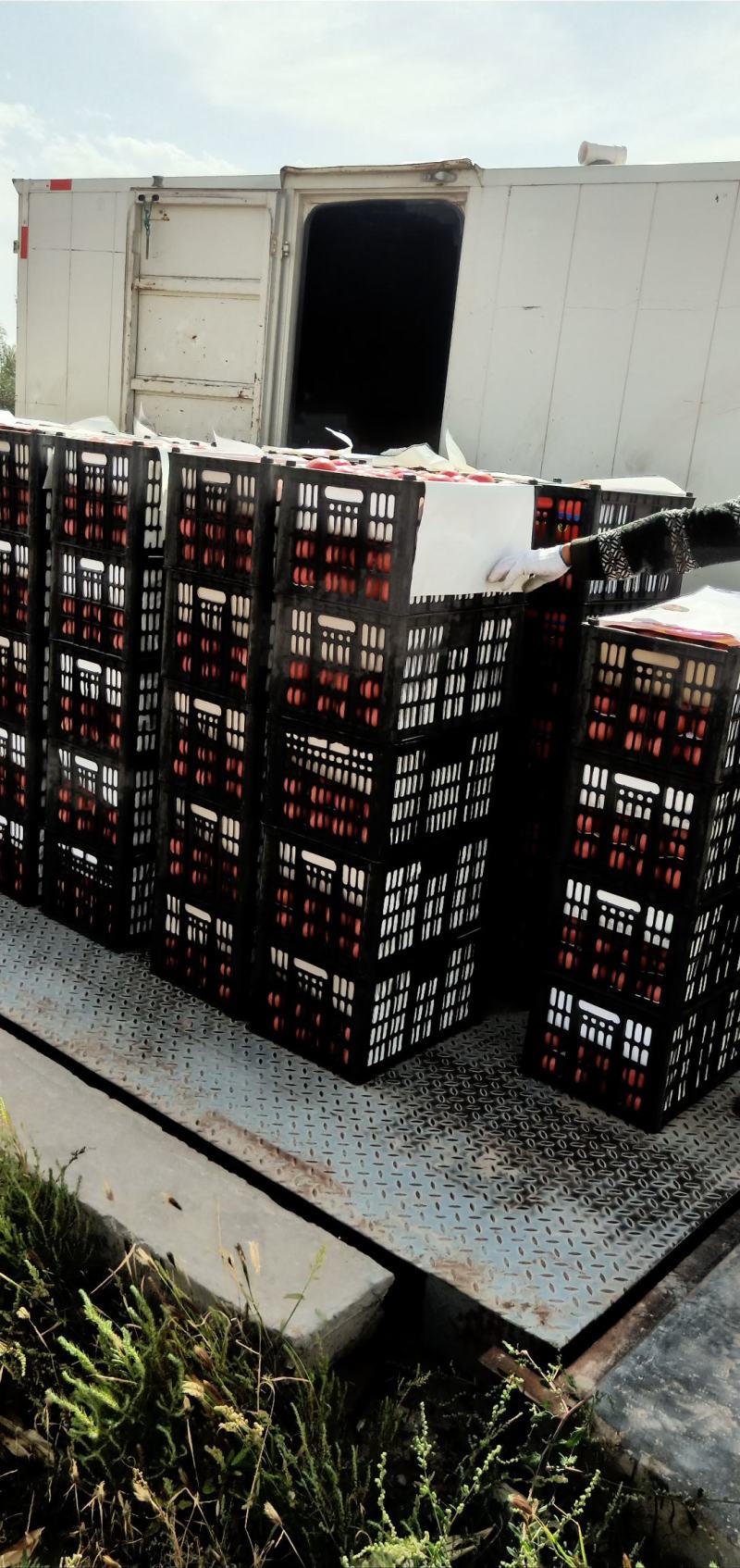 精品硬粉西红柿