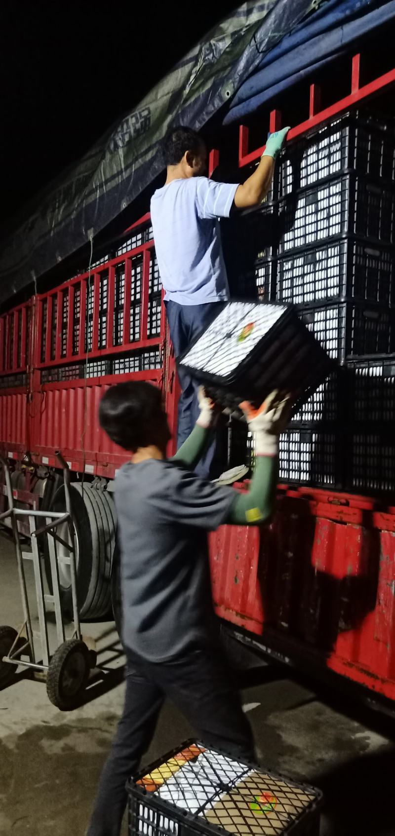 精品硬粉西红柿