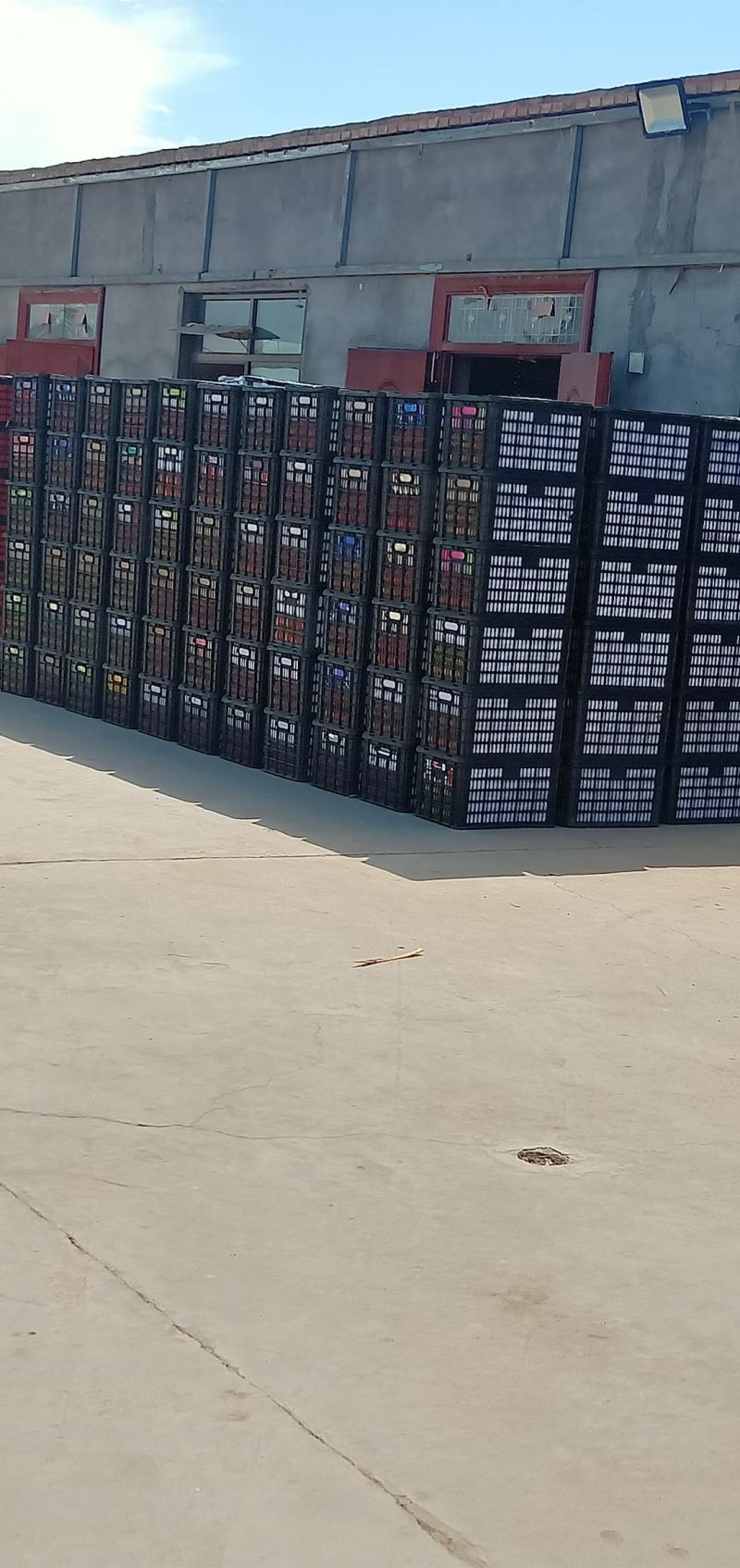精品硬粉西红柿