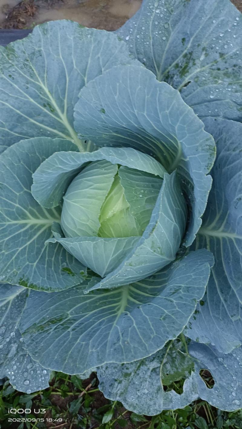 有机莲花菜大量上市中