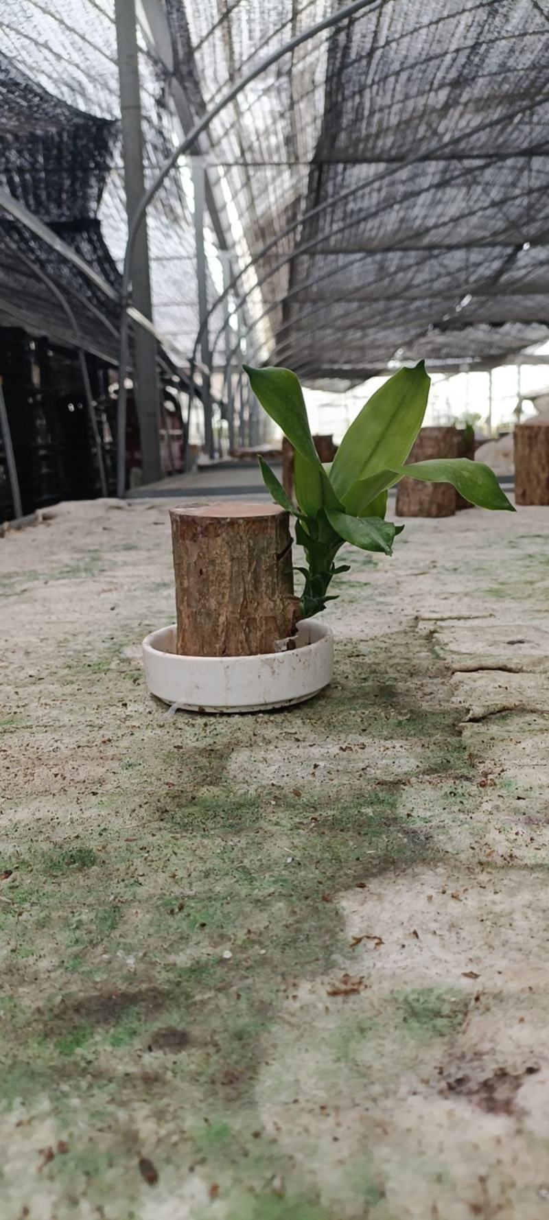 巴西木/幸运木基地货源，室内小盆景量大从优电联采购，