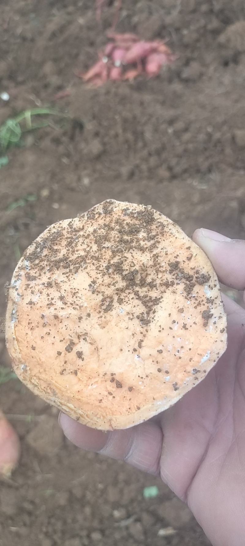 西瓜红红薯基地香甜软糯现挖先发品质保证欢迎致电