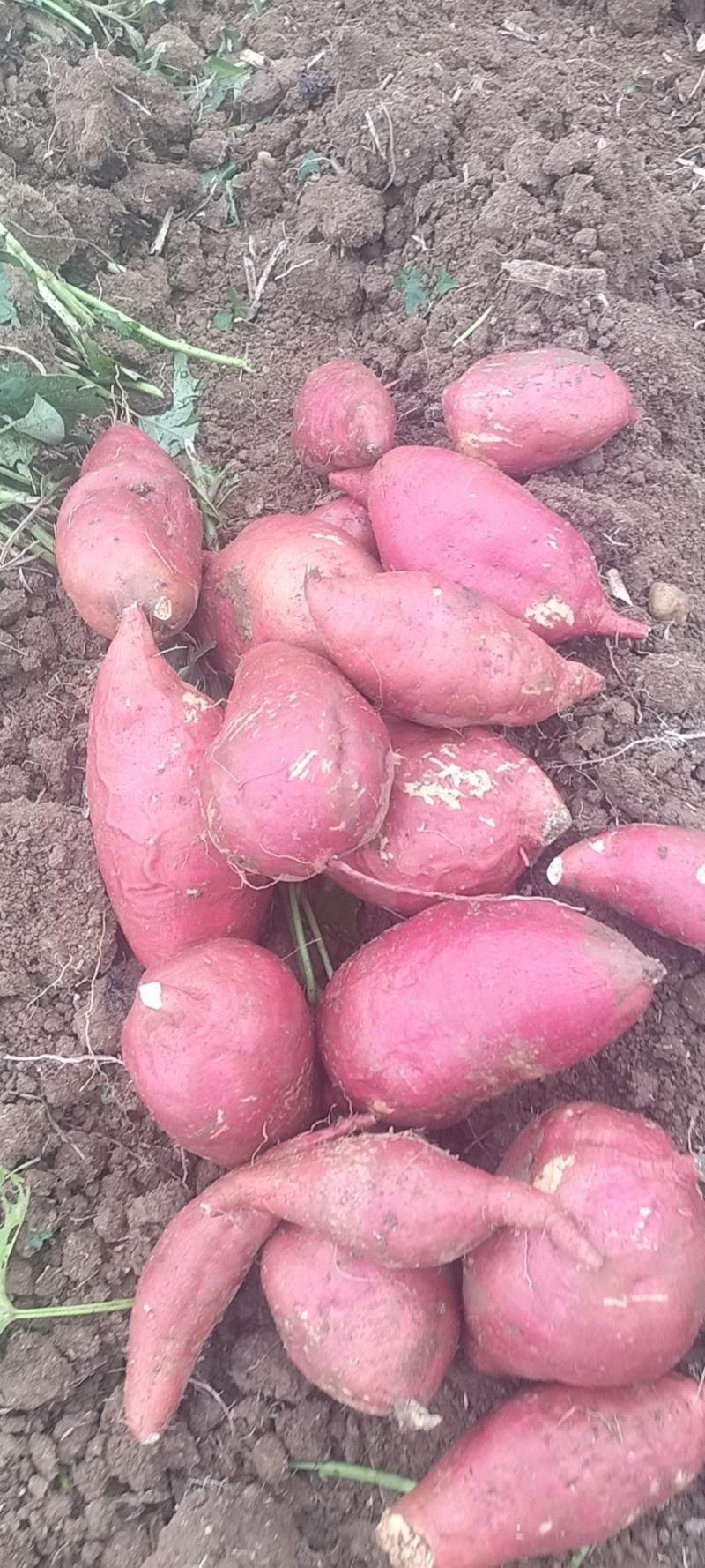 西瓜红红薯基地香甜软糯现挖先发品质保证欢迎致电